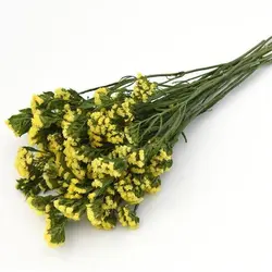 بذر لیمونیوم یا استاتیس رنگ زرد پن آمریکن | Limonium Qis Yellow