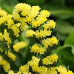 بذر لیمونیوم یا استاتیس رنگ زرد پن آمریکن | Limonium Qis Yellow