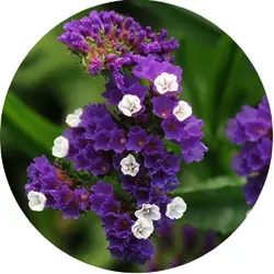 بذر لیمونیوم یا استاتیس رنگ بنفش پن آمریکن | Limonium Qis Purple