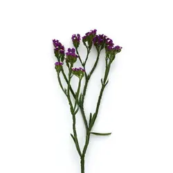 بذر لیمونیوم یا استاتیس رنگ بنفش پن آمریکن | Limonium Qis Purple