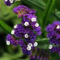 بذر لیمونیوم یا استاتیس رنگ بنفش پن آمریکن | Limonium Qis Purple