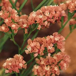 بذر لیمونیوم یا استاتیس زردآلو پن آمریکن | Limonium Qis Apricot