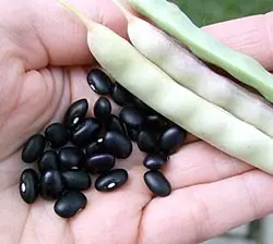 بذر لوبیا سیاه ارگانیک | black-bean seed