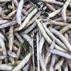 بذر لوبیا سیاه ارگانیک | black-bean seed