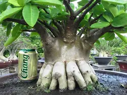 بذر آدنیوم عربیکوم هیبرید | Adenium Arabicum MKMK