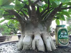 بذر آدنیوم عربیکوم هیبرید | Adenium Arabicum MKMK
