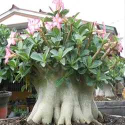 بذر آدنیوم عربیکوم هیبرید | Adenium Arabicum MKMK