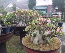 بذر آدنیوم عربیکوم هیبرید | Adenium Arabicum MKMK