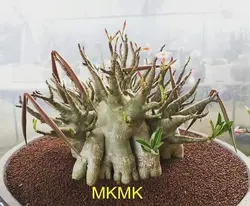 بذر آدنیوم عربیکوم هیبرید | Adenium Arabicum MKMK