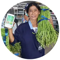 بذر لوبیا بلند نائتونگ | NUAETHONG 9 YARD LONG BEAN