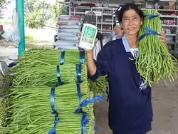 بذر لوبیا بلند نائتونگ | NUAETHONG 9 YARD LONG BEAN