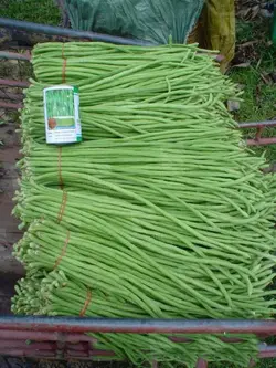 بذر لوبیا بلند نائتونگ | NUAETHONG 9 YARD LONG BEAN