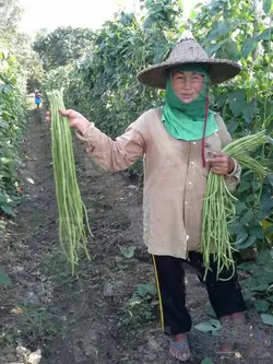 بذر لوبیا سبز غلاف بلند رقم  سن سووان | SENSUWAN YARD LONG BEAN