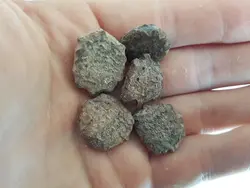 بذر میوه گاک فروت یا کدو خاردار | Gac Fruit