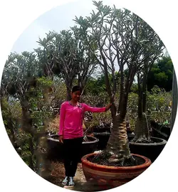 بذر گیاه آدنیوم سومالنس سیاه | Adenium black Somalense