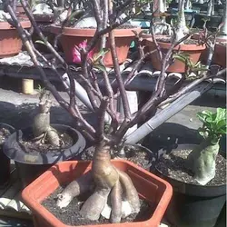 بذر گیاه آدنیوم سومالنس سیاه | Adenium black Somalense