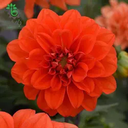 بذر گل کوکب فیگارو نارنجی قرمز پن آمریکن  | Figaro Orange Shades Dahlia