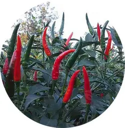 بذر فلفل قرمز تند مکسی هات 108 | MAXI-HOT 108 F1 HYBRID RED PEPPER