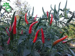 بذر فلفل قرمز تند مکسی هات 108 | MAXI-HOT 108 F1 HYBRID RED PEPPER