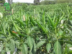 بذر فلفل قرمز تند مکسی هات 108 | MAXI-HOT 108 F1 HYBRID RED PEPPER