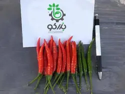 بذر فلفل قرمز تند مکسی هات 108 | MAXI-HOT 108 F1 HYBRID RED PEPPER