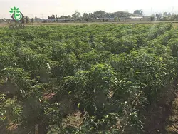 بذر فلفل قرمز تند مکسی هات 108 | MAXI-HOT 108 F1 HYBRID RED PEPPER