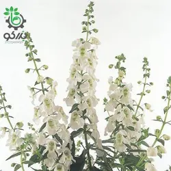 بذر گل آنجلونیا سرنیتا رنگ سفید شرکت پن آمریکن | Angelonia Angustifolia Serenita White F1