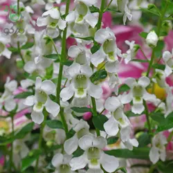 بذر گل آنجلونیا سرنیتا رنگ سفید شرکت پن آمریکن | Angelonia Angustifolia Serenita White F1