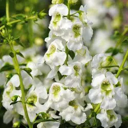 بذر گل آنجلونیا سرنیتا رنگ سفید شرکت پن آمریکن | Angelonia Angustifolia Serenita White F1