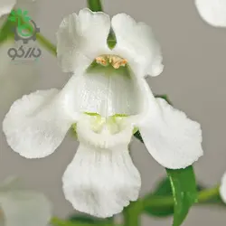 بذر گل آنجلونیا سرنیتا رنگ سفید شرکت پن آمریکن | Angelonia Angustifolia Serenita White F1