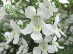 بذر گل آنجلونیا سرنیتا رنگ سفید شرکت پن آمریکن | Angelonia Angustifolia Serenita White F1