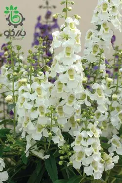 بذر گل آنجلونیا سرنیتا رنگ سفید شرکت پن آمریکن | Angelonia Angustifolia Serenita White F1