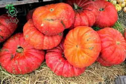 بذر کدو تنبل قرمز نارنجی سیندرلا | تخم کدو حلوایی