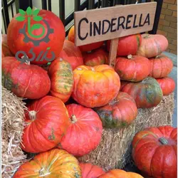 بذر کدو تنبل قرمز نارنجی سیندرلا | تخم کدو حلوایی