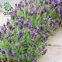 بذر اسطوخودوس باندرا F1 پن آمریکن | Lavandula Stoechas Bandera