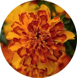 بذر گل جعفری فرانسوی بونانزا | بذر قرنفل هند | Tagetes Patula Bonanza F1 Bolero De-Tailed