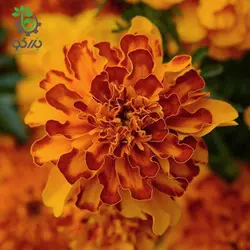 بذر گل جعفری فرانسوی بونانزا | بذر قرنفل هند | Tagetes Patula Bonanza F1 Bolero De-Tailed