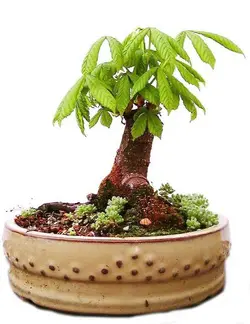 بذر شاه بلوط هندی یا شاه بلوط اسب Horse Chestnut (aesculus hippocastanum)