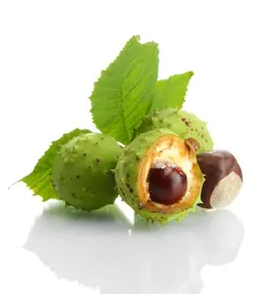بذر شاه بلوط هندی یا شاه بلوط اسب Horse Chestnut (aesculus hippocastanum)