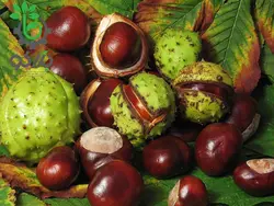 بذر شاه بلوط هندی یا شاه بلوط اسب Horse Chestnut (aesculus hippocastanum)