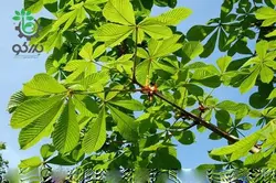 بذر شاه بلوط هندی یا شاه بلوط اسب Horse Chestnut (aesculus hippocastanum)