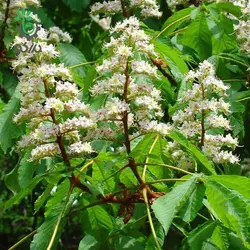 بذر شاه بلوط هندی یا شاه بلوط اسب Horse Chestnut (aesculus hippocastanum)