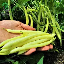 بذر لوبیا طلایی (Bean Gold Rush Wax)