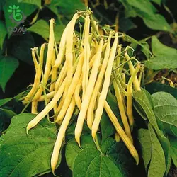 بذر لوبیا طلایی (Bean Gold Rush Wax)