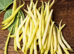 بذر لوبیا طلایی (Bean Gold Rush Wax)