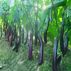 بذر بادمجان کشیده قلمی ژاپنی (Eggplant Long black)