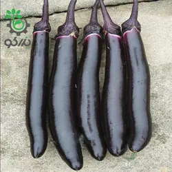بذر بادمجان کشیده قلمی ژاپنی (Eggplant Long black)