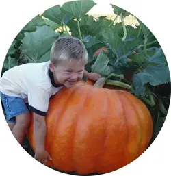 بذر کدو تنبل گوزن بزرگ (Big Moose Pumpkin)