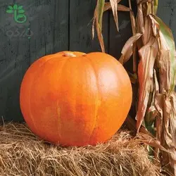 بذر کدو تنبل گوزن بزرگ (Big Moose Pumpkin)