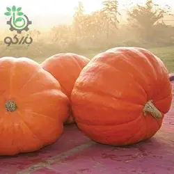 بذر کدو تنبل گوزن بزرگ (Big Moose Pumpkin)